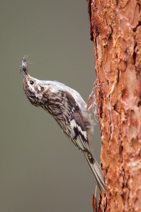 Brown Creeper