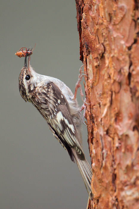 Brown Creeper