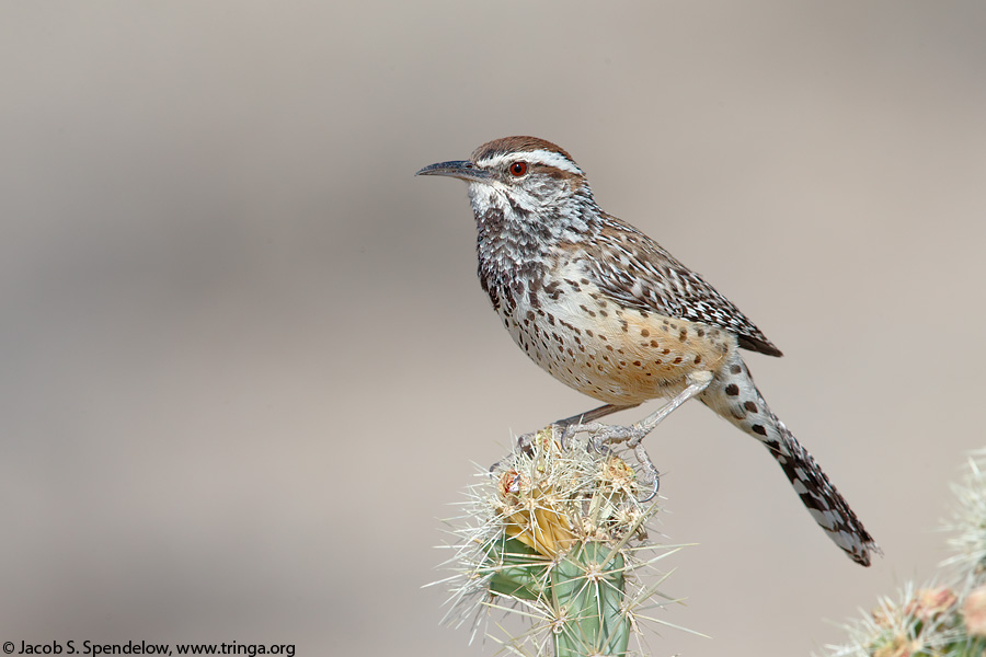 Cactus Wren