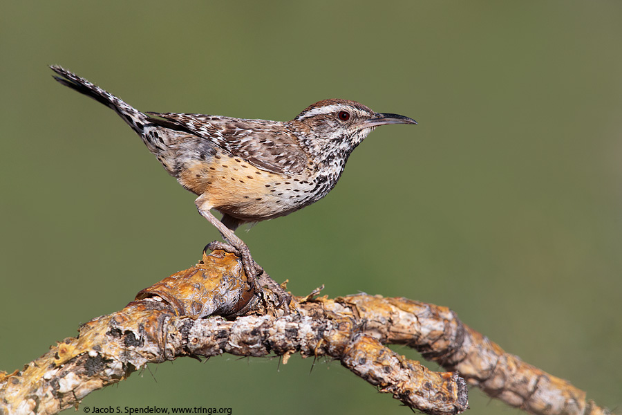 Cactus Wren