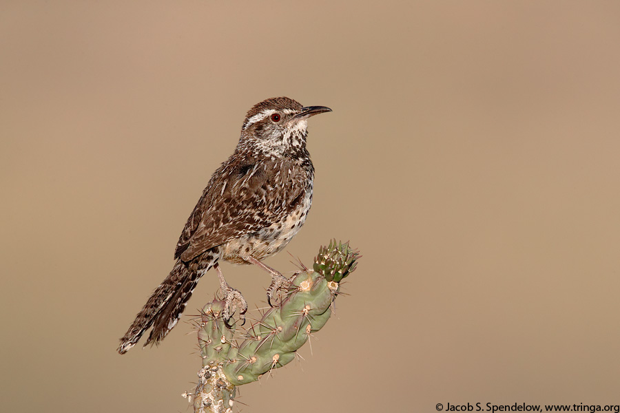 Cactus Wren