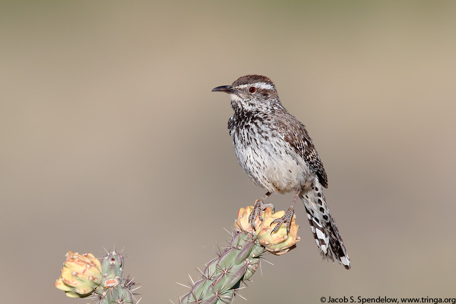 Cactus Wren