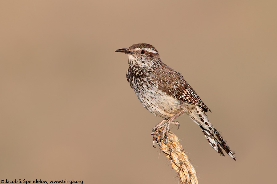 Cactus Wren