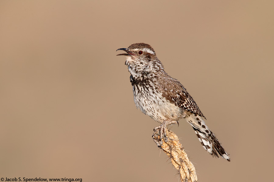 Cactus Wren