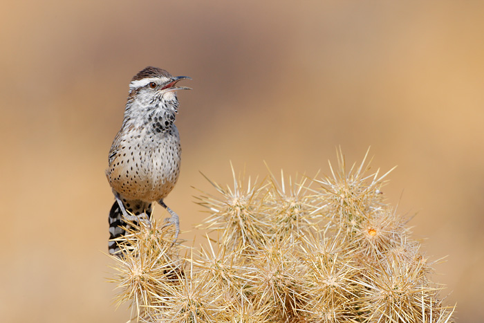 Cactus Wren