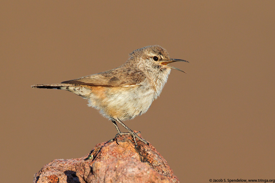 Rock Wren