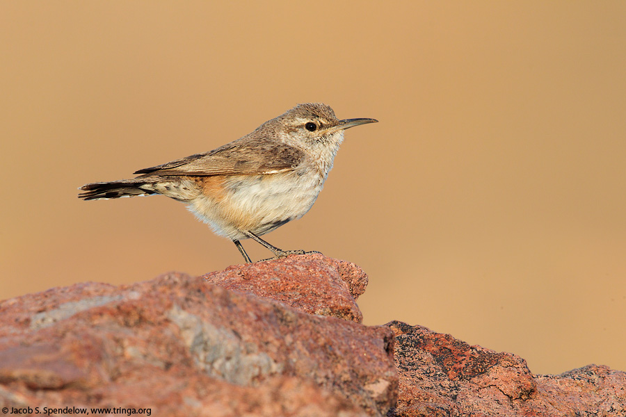 Rock Wren