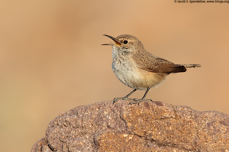 Rock Wren