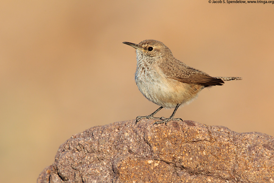 Rock Wren