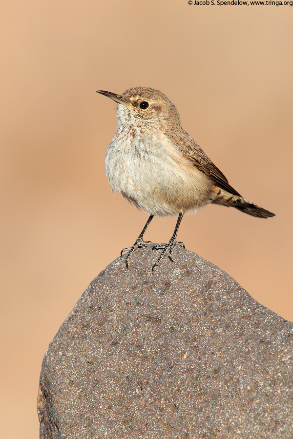 Rock Wren