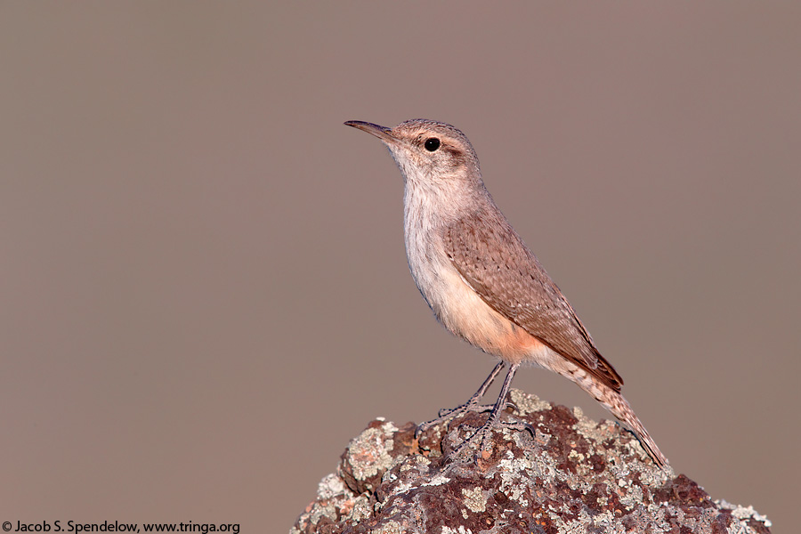 Rock Wren