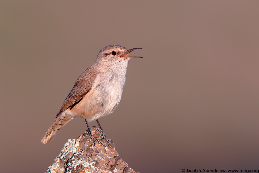 Rock Wren