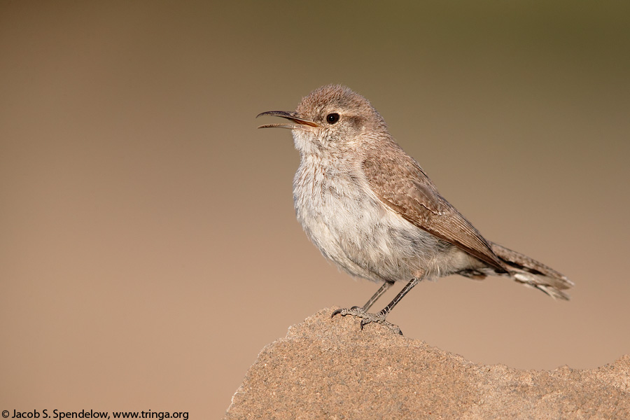 Rock Wren