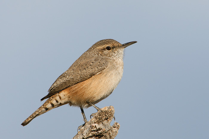 Rock Wren