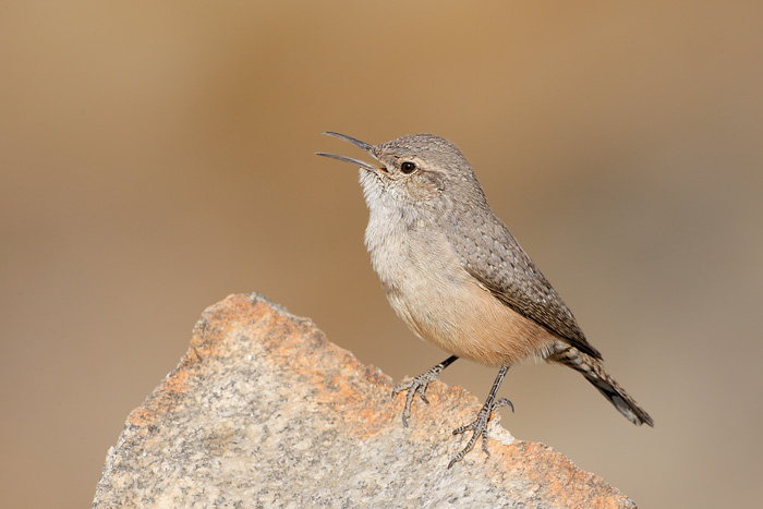 Rock Wren