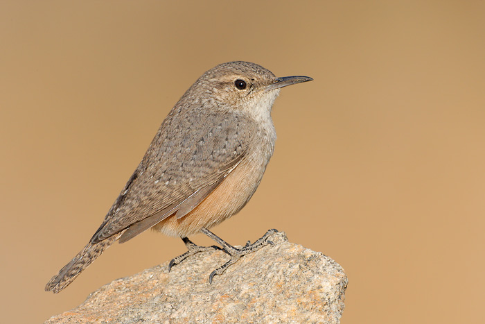 Rock Wren