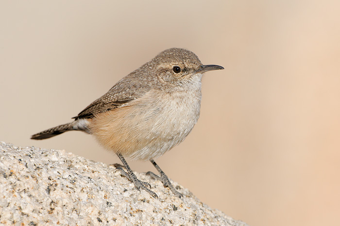 Rock Wren