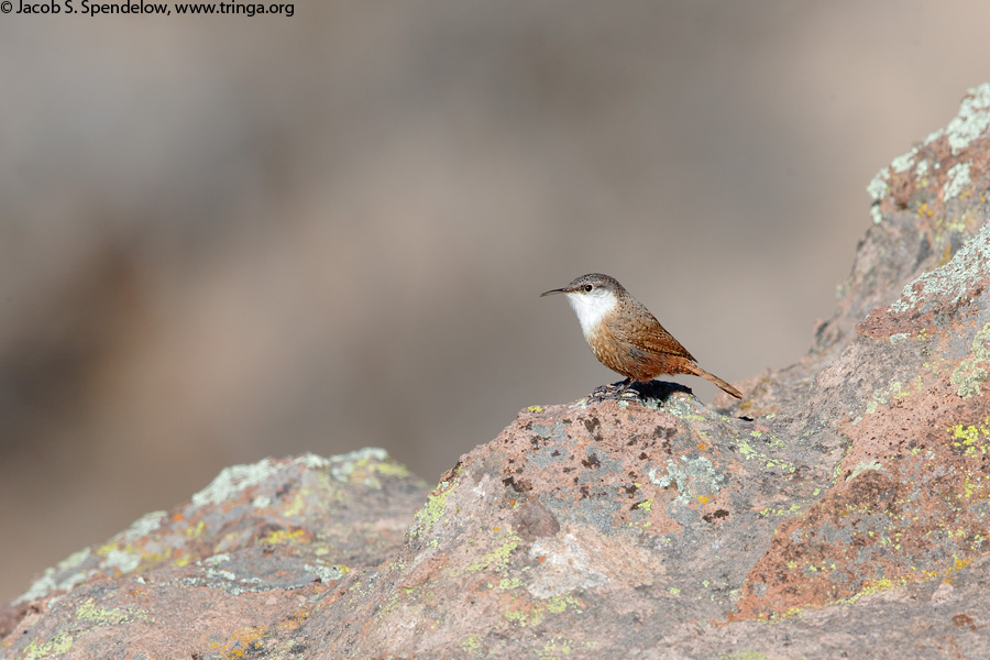 Canyon Wren