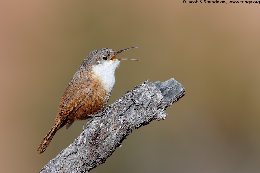 Canyon Wren