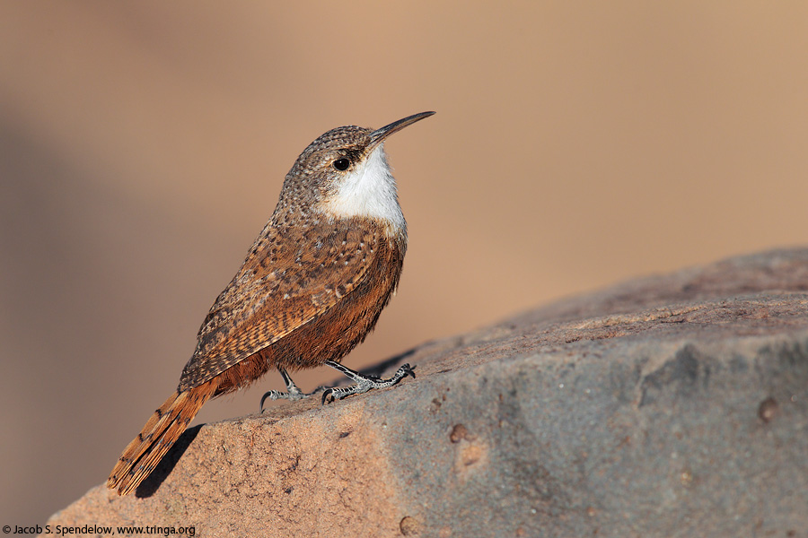 Canyon Wren