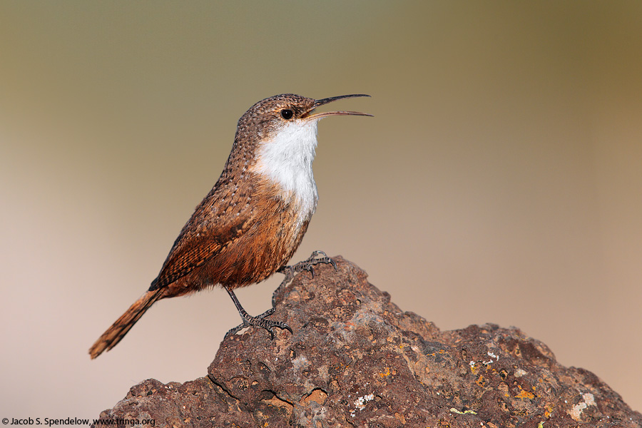 Canyon Wren