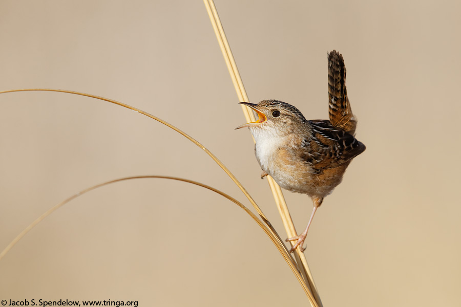 Sedge Wren