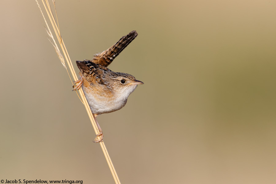 Sedge Wren