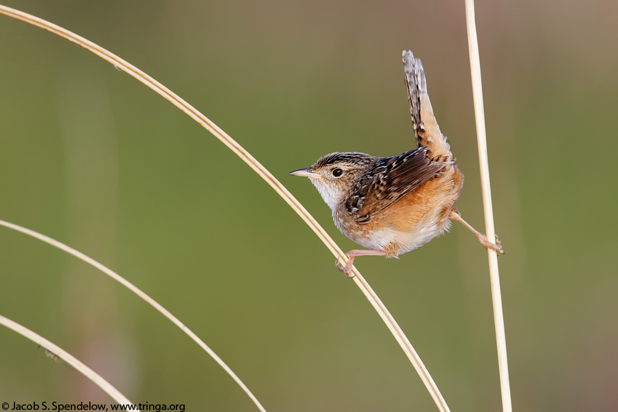 Sedge Wren