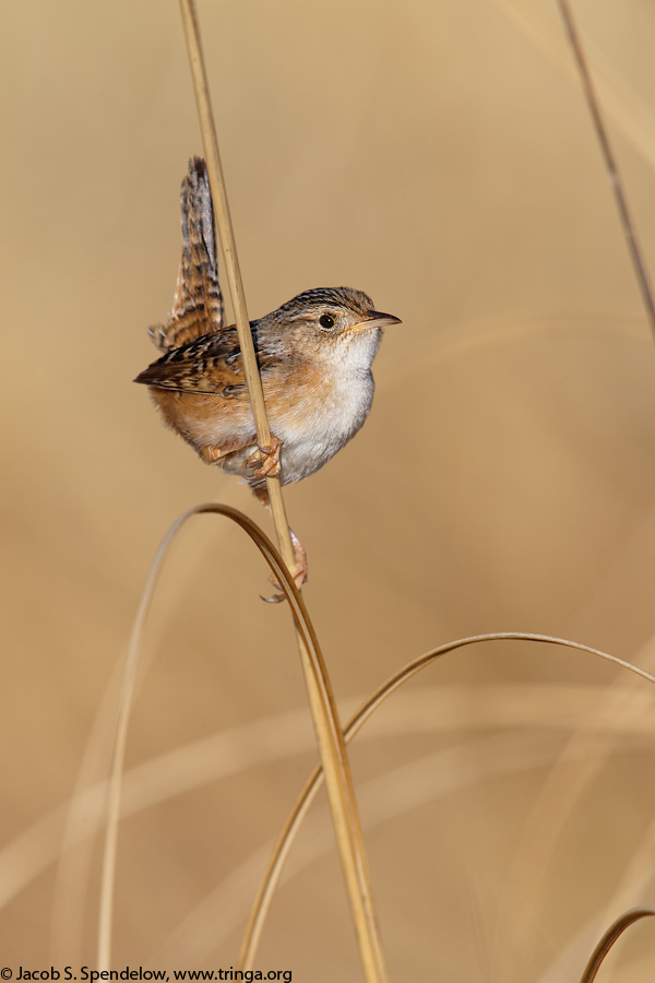 Sedge Wren