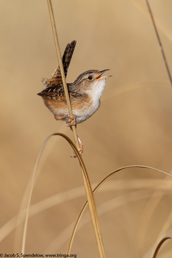 Sedge Wren