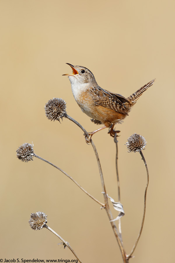 Sedge Wren