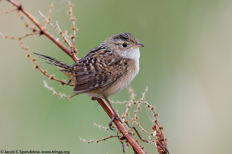 Sedge Wren