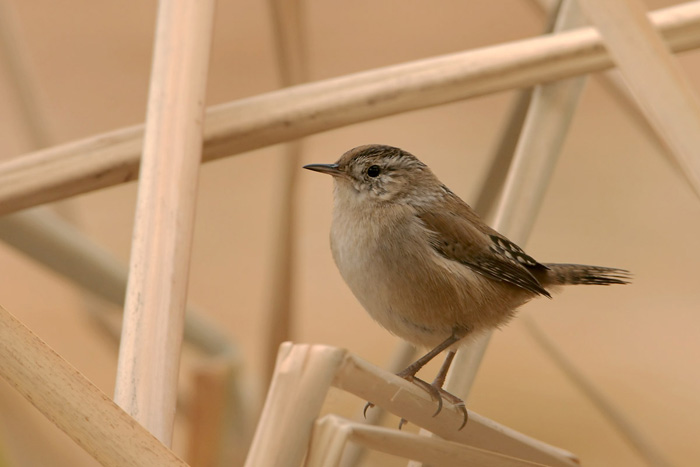 Marsh Wren