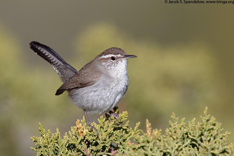 Bewick's Wren