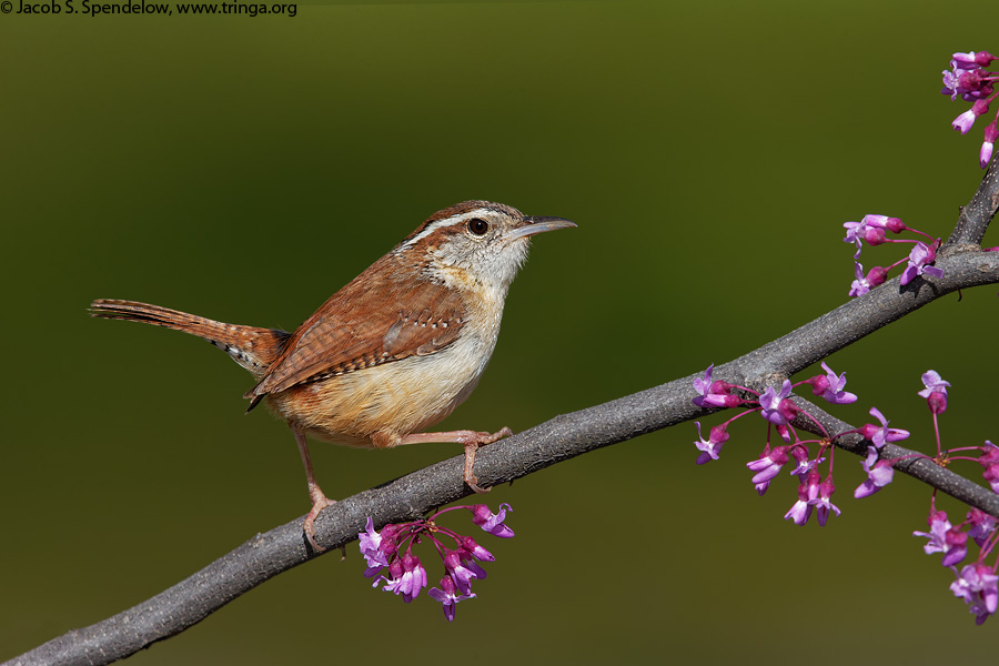 Carolina Wren