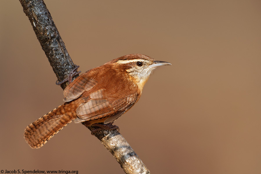 Carolina Wren