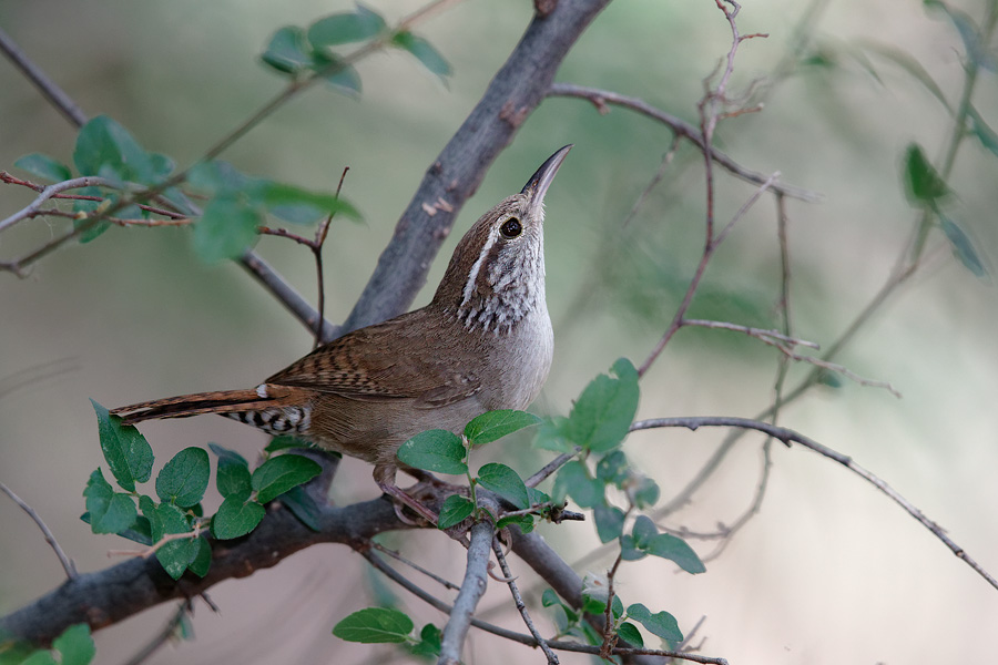 Sinaloa Wren