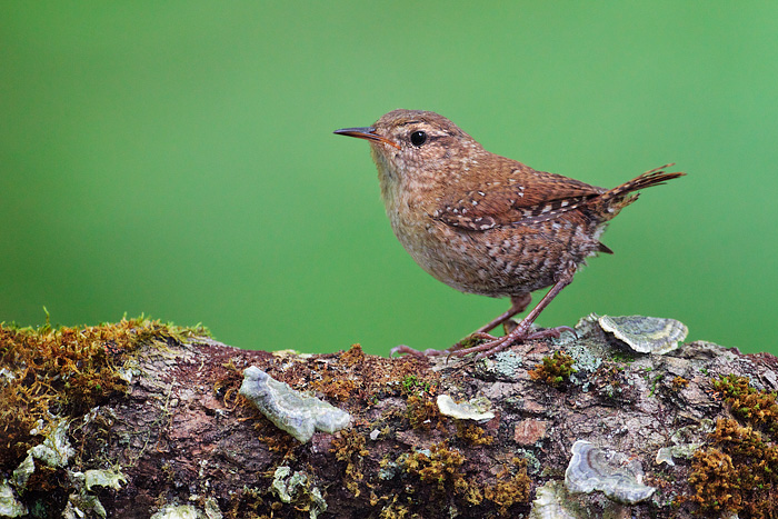 Winter Wren