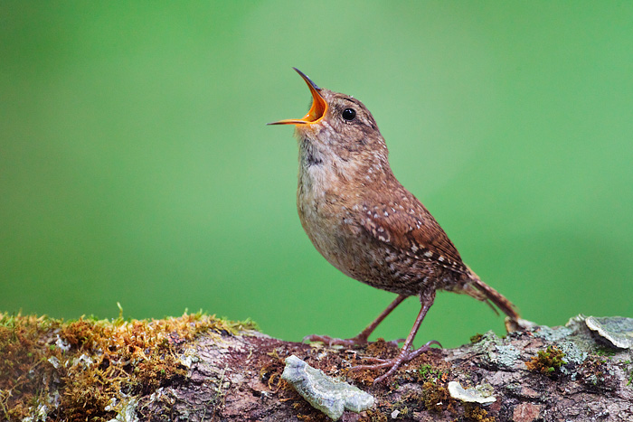 Winter Wren