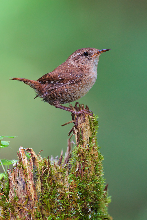 Winter Wren