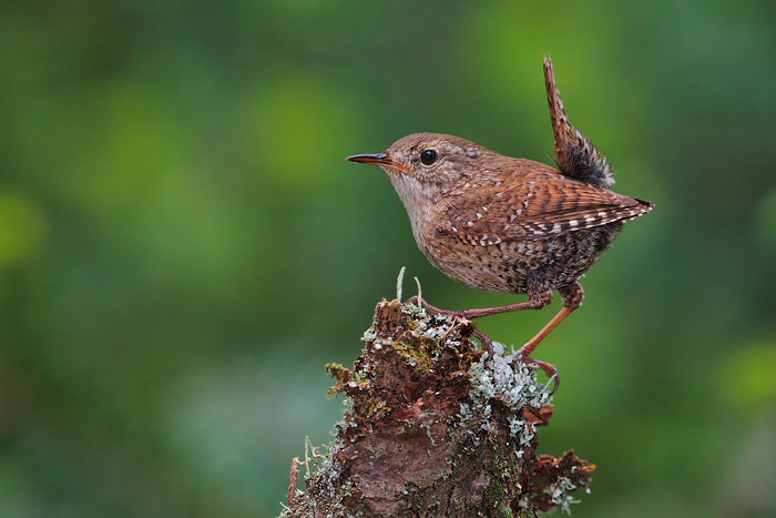 Winter Wren