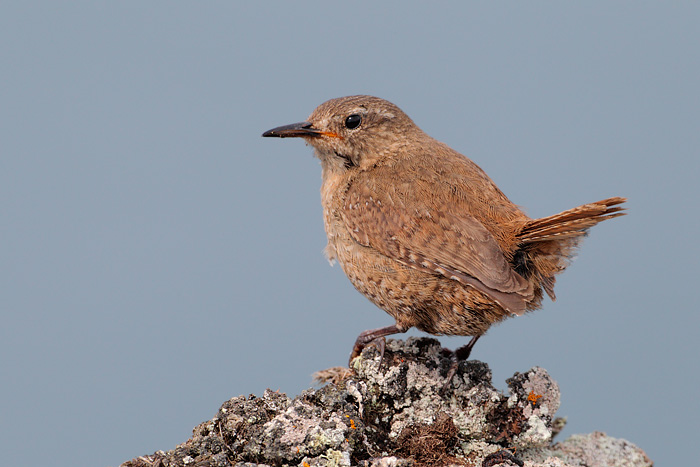 Pacific Wren (Pribilof Islands Race)