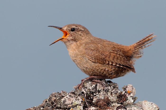 Pacific Wren (Pribilof Islands Race)