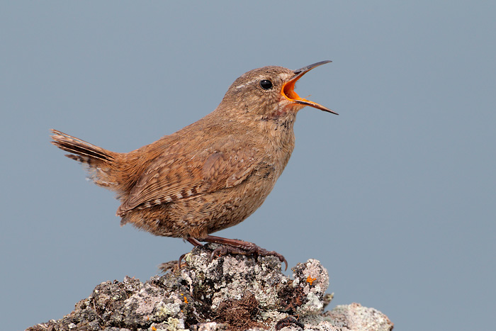 Pacific Wren (Pribilof Islands Race)