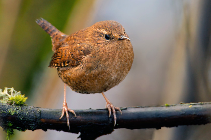 Pacific Wren