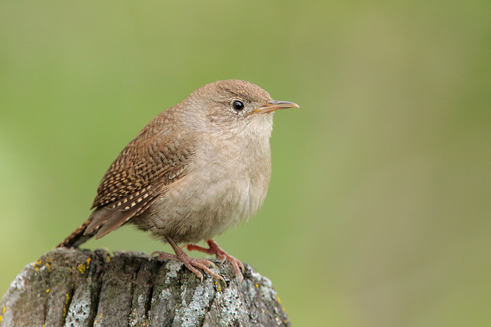 House Wren