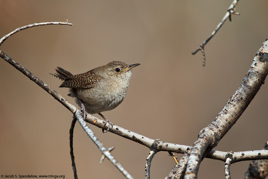 House Wren