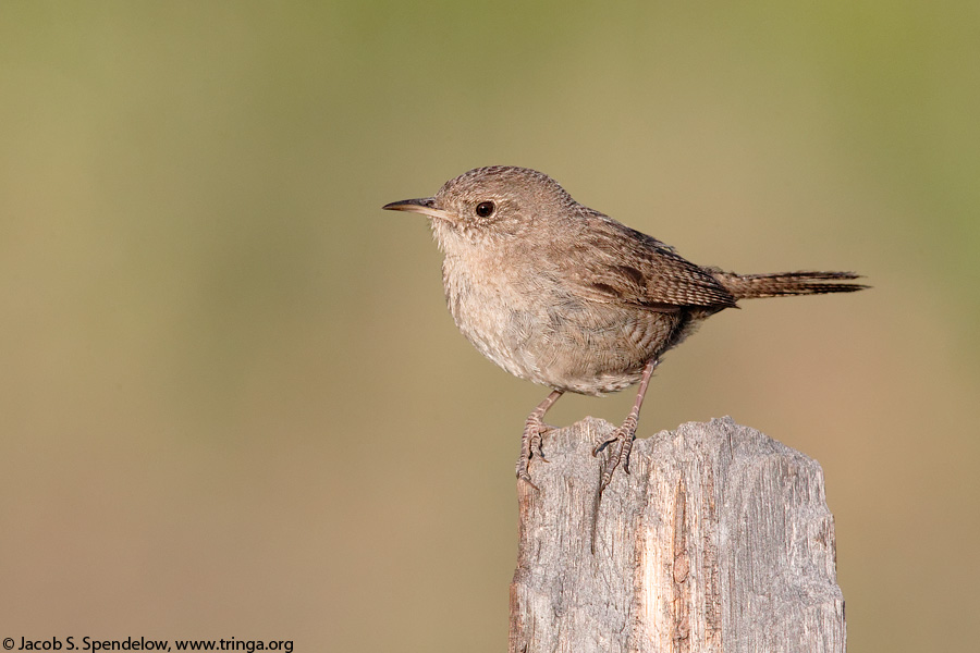 House Wren