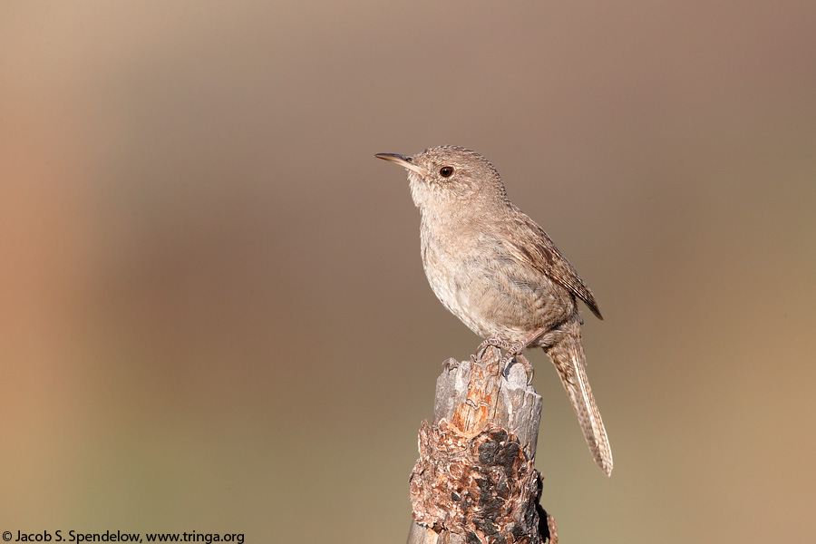 House Wren