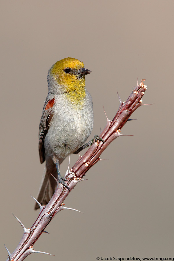 Verdin